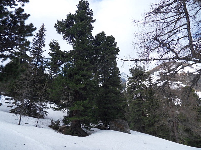SDC18598.JPG - herrliche Zirben nahe vom kleinen Scheiblsee