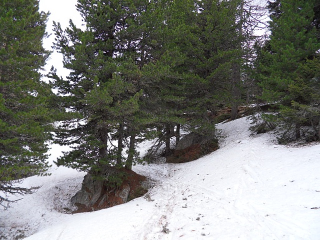 SDC18602.JPG - herrliche Zirben